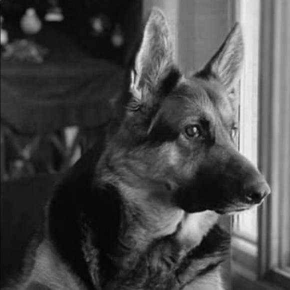 Meet your Posher, Deanna - Picture 4 of 16